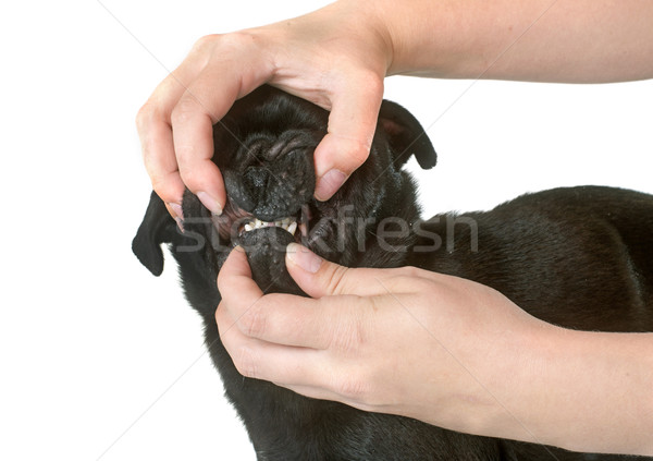 teeth of black pug Stock photo © cynoclub