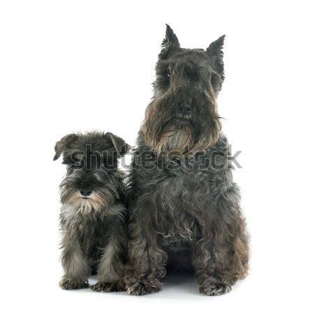 Due miniatura schnauzer bianco cane animale Foto d'archivio © cynoclub