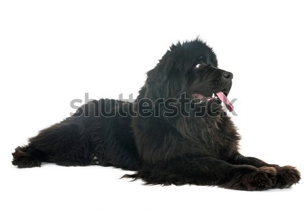 puppy longhair chihuahua Stock photo © cynoclub