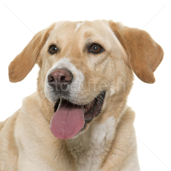 female labrador retriever Stock photo © cynoclub