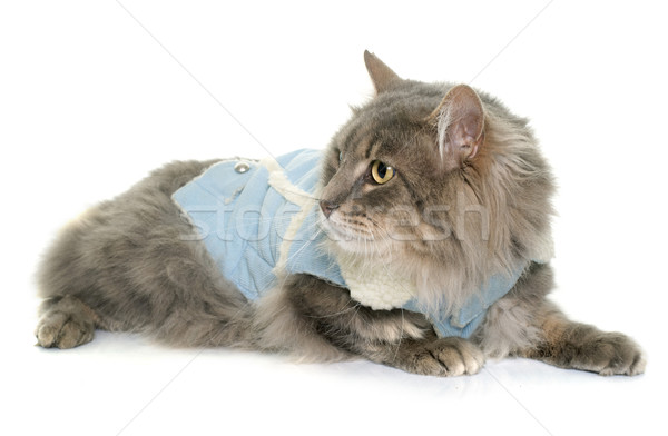 dressed maine coon cat Stock photo © cynoclub