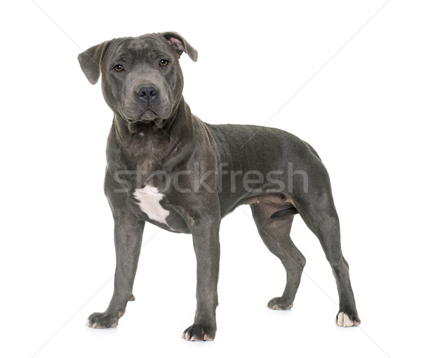 Stock photo: staffordshire bull terrier