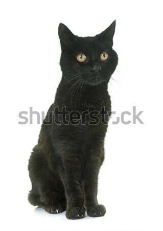 古い 黒猫 白 黒 ストックフォト © cynoclub