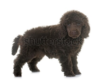 Chiot brun caniche blanche chien cheveux [[stock_photo]] © cynoclub