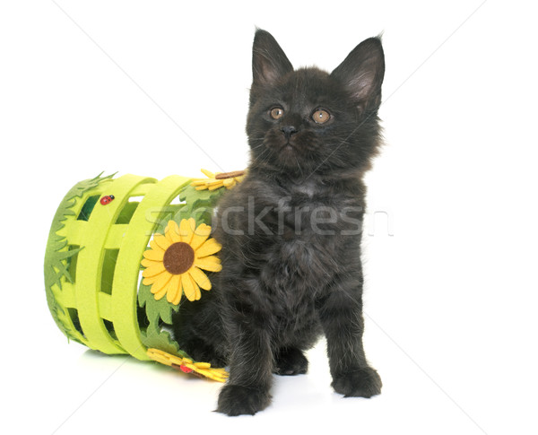 Stock fotó: Maine · kiscica · elöl · macska · fekete · fiatal