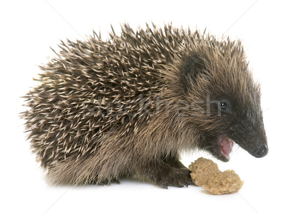 Bebé erizo comer blanco jóvenes animales Foto stock © cynoclub