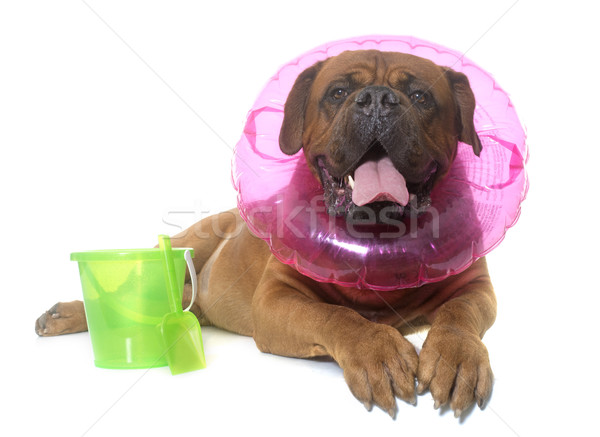 dogue de Bordeaux in summer Stock photo © cynoclub