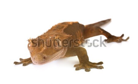 Crested gecko in studio Stock photo © cynoclub