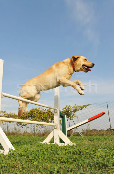 Labrador retriever mozgékonyság fajtiszta ugrik képzés égbolt Stock fotó © cynoclub
