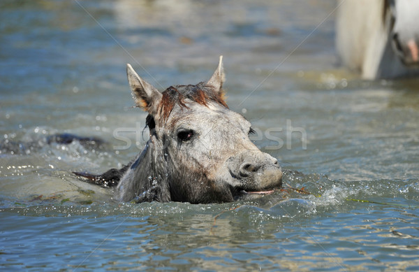 Camargue foal in the water Stock photo © cynoclub