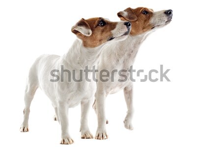 two jack russel terrier Stock photo © cynoclub