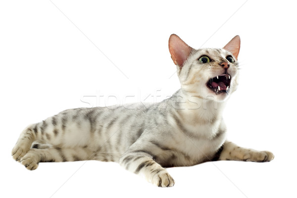 侵略性 孟加拉 貓 肖像 白 口 商業照片 © cynoclub