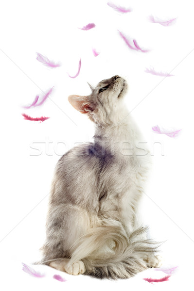 maine coon cat and feathers Stock photo © cynoclub