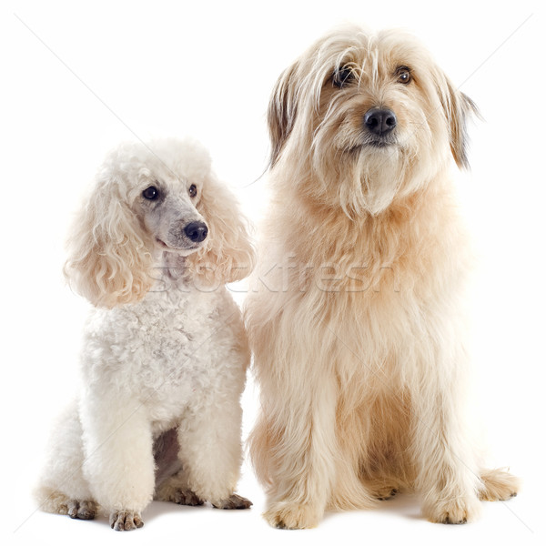 poodle and pyrenean sheepdog Stock photo © cynoclub
