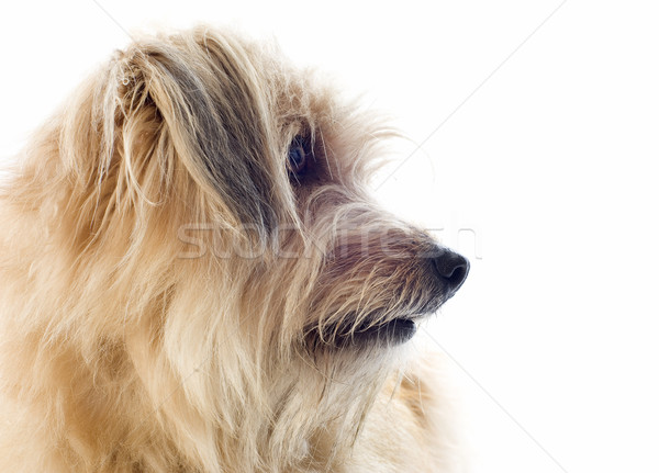 牧羊犬 肖像 白 犬 スタジオ ペット ストックフォト © cynoclub