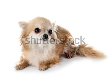 puppy cavalier king charles Stock photo © cynoclub