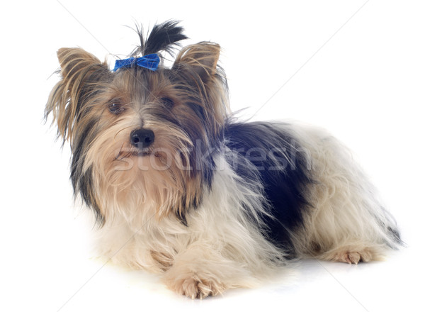 Yorkshire terrier branco cão cabelo estúdio Foto stock © cynoclub