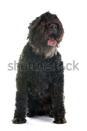 Bouvier des Flandres Stock photo © cynoclub