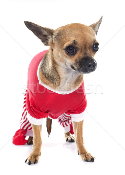 Foto stock: Estúdio · cão · diversão · animal · de · estimação · isolado