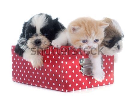 british longhair kitten and puppy Stock photo © cynoclub