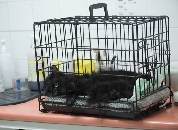 Erkek kedi resim hastane tıp makas Stok fotoğraf © cynoclub