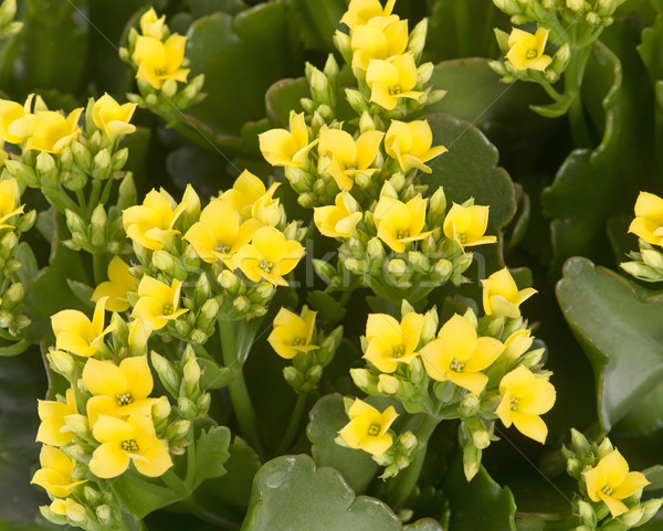 yellow Kalanchoe Stock photo © cynoclub