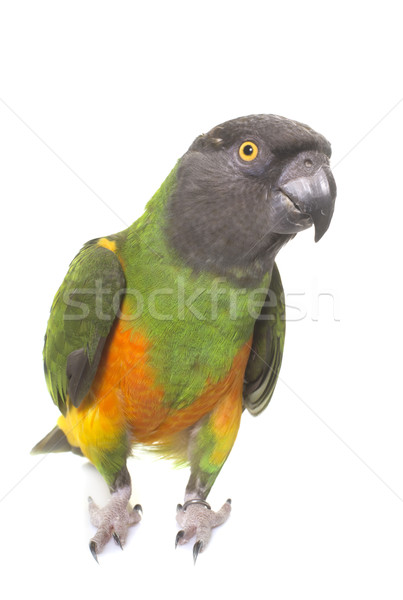 Szenegál papagáj stúdió fehér madár zöld Stock fotó © cynoclub