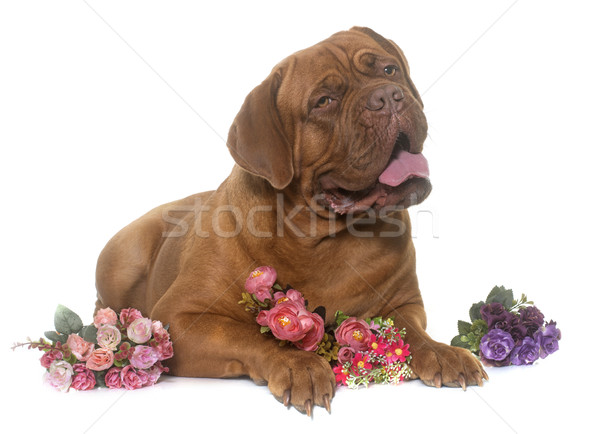 dogue de Bordeaux Stock photo © cynoclub