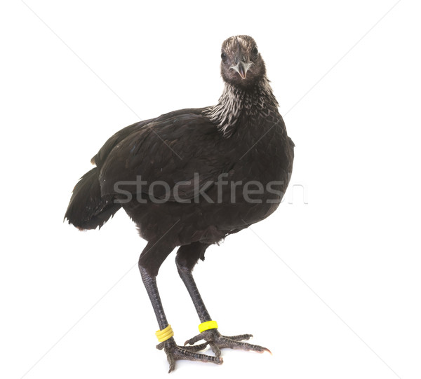 Modern Game fowl Stock photo © cynoclub