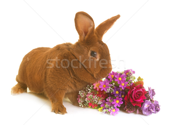 Fauve de Bourgogne rabbit Stock photo © cynoclub