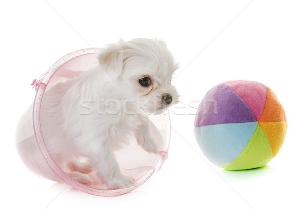 puppy maltese dog Stock photo © cynoclub