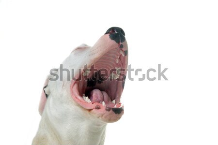 barking dogo argentino Stock photo © cynoclub