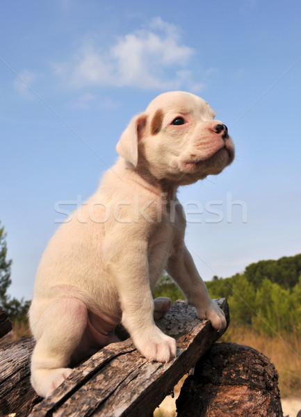 子犬 ボクサー 肖像 小さな 白 犬 ストックフォト C Cynoclub Stockfresh