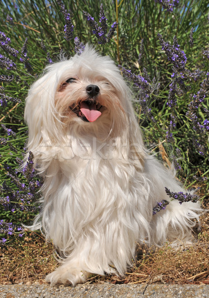 Psa portret cute lawendy charakter roślin Zdjęcia stock © cynoclub