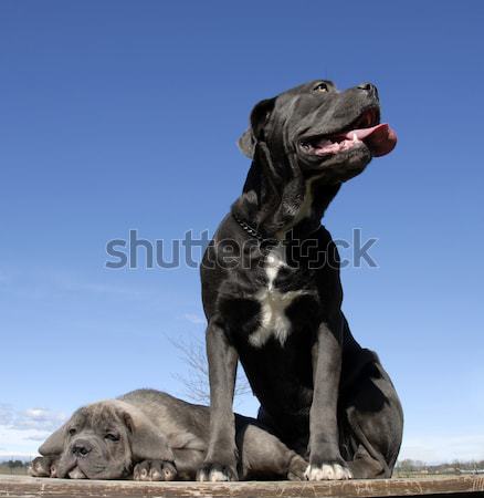 Stier terriër portret beneden blauwe hemel hond Stockfoto © cynoclub