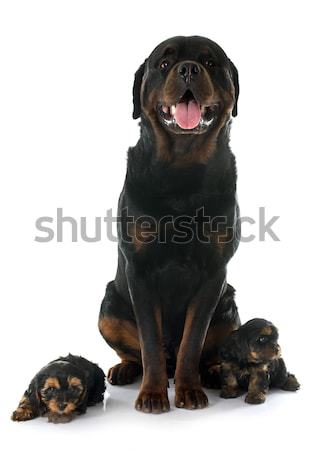 Rottweiler kutyakölyök portré fajtiszta fekete fiatal Stock fotó © cynoclub