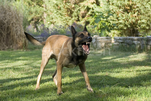 Tehlikeli köpek resim agresif çoban köpeği Stok fotoğraf © cynoclub