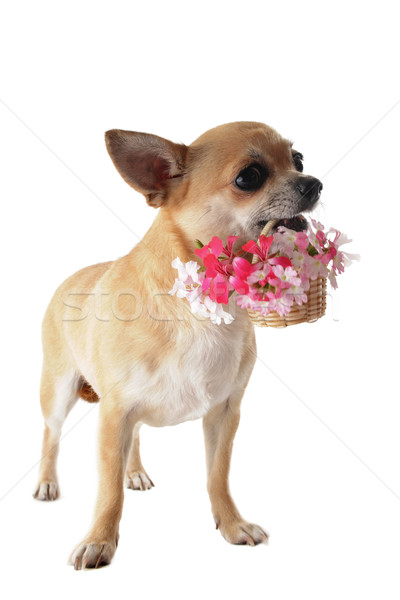 puppy chihuahua and flower Stock photo © cynoclub