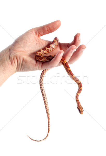 Kukorica kígyó kéz narancs Stock fotó © cynoclub