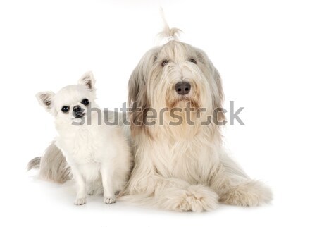 Golden retriever witte hond studio huisdier Stockfoto © cynoclub