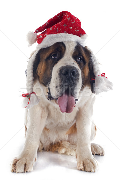 Stock photo: Saint Bernard and hat