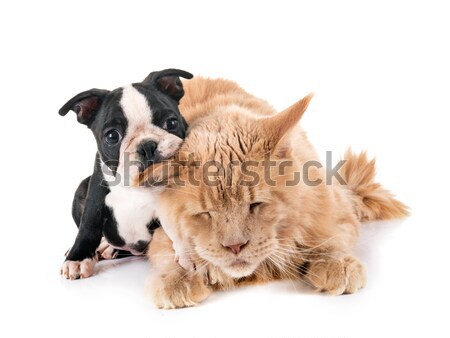 bernese moutain dog and cat Stock photo © cynoclub