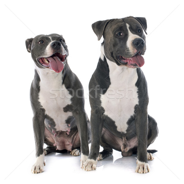 Stock photo: two american staffordshire terrierw