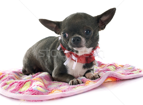 chihuahua Stock photo © cynoclub