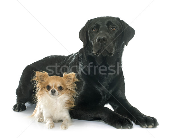 chihuahua and labrador retriever Stock photo © cynoclub