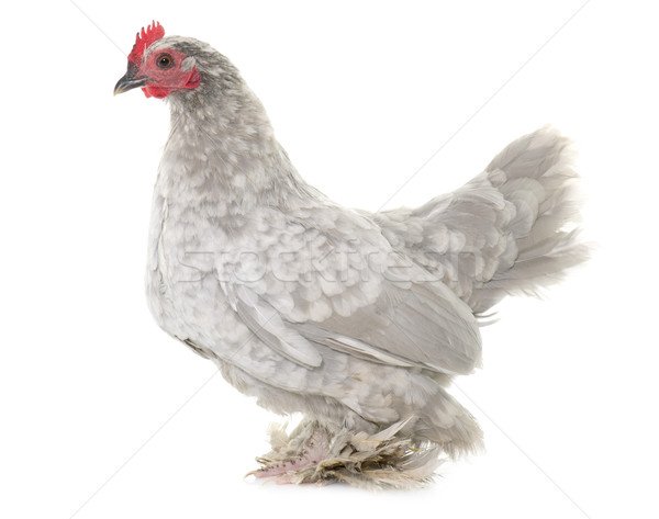 Studio uccello pollo farm isolato sfondo bianco Foto d'archivio © cynoclub