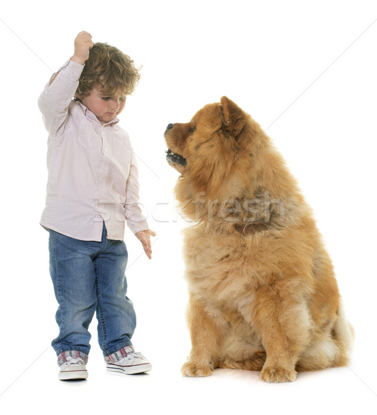 chow chow and boy Stock photo © cynoclub