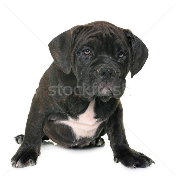 puppy american staffordshire terrier Stock photo © cynoclub