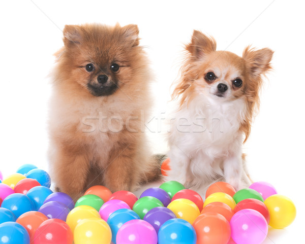 pomeranian and chihuahua Stock photo © cynoclub