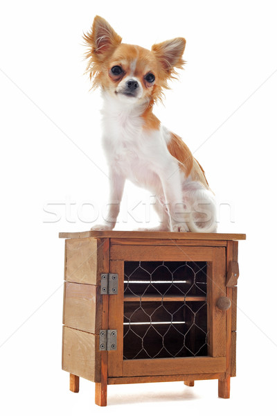 Cachorro retrato bonitinho jovem branco Foto stock © cynoclub
